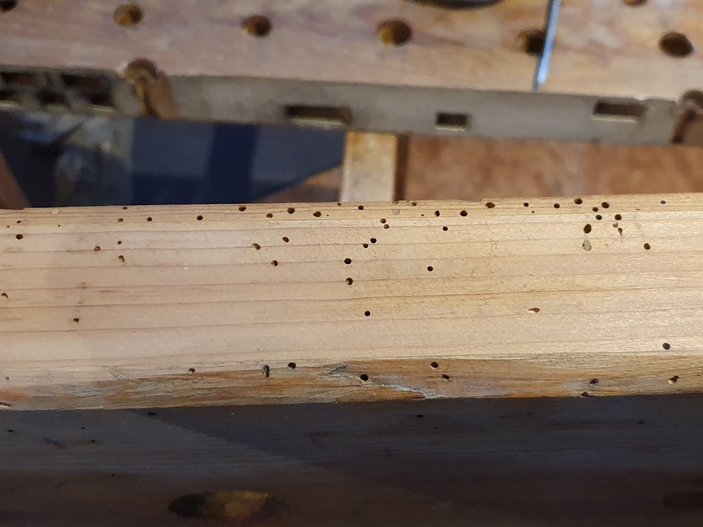 Wurmlöcher im Stock